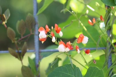 Feuerbohne - Phaseolus coccineus