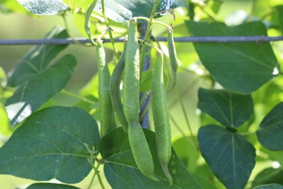 Feuerbohne - Phaseolus coccineus