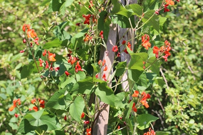 Feuerbohne - Phaseolus coccineus