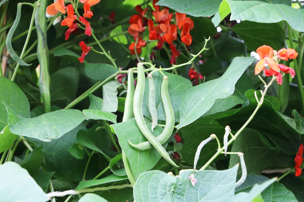 Feuerbohne - Phaseolus coccineus