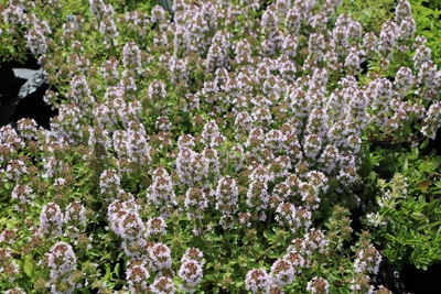 Majoran - Origanum majorana