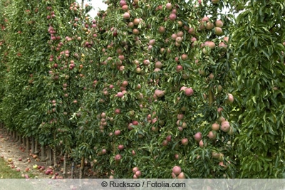 Säulenapfel