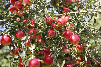 Obst - Apfelbaum - Malus