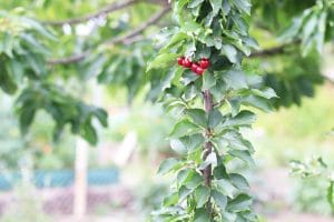 Säulenkirsche Sorten, Schneiden und PflegeTipps Gartenrat.de