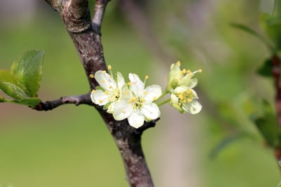 Blüte des Pflaumenbaums