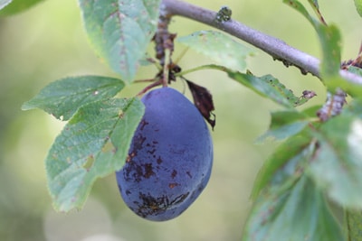 Kranker Pflaumenbaum mit kranker Frucht