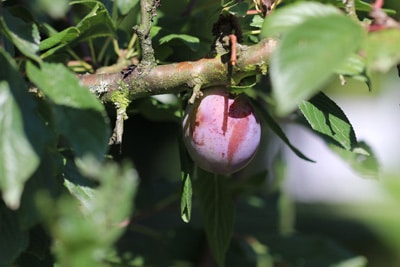 Pflaume - Prunus domestica