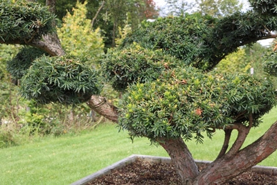 Japanische-Eibe-Taxus-cuspidata