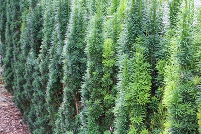 Säulen-Eibe-Taxus-fastigiata