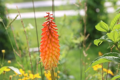 Fackellilie - Kniphofia