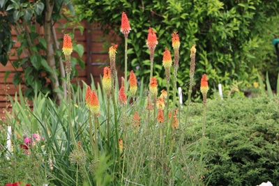 Fackellilie - Kniphofia