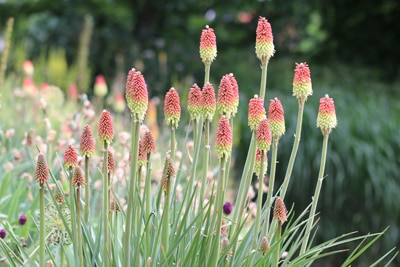 Fackellilie - Kniphofia