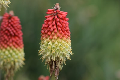 Fackellilie - Kniphofia