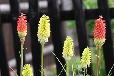 Fackellilie - Kniphofia