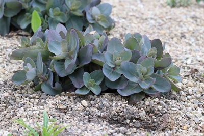 Fette Henne - Sedum telephium xenox 