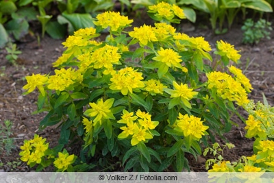 Gold-Wolfsmilch - Euphorbia polychroma 