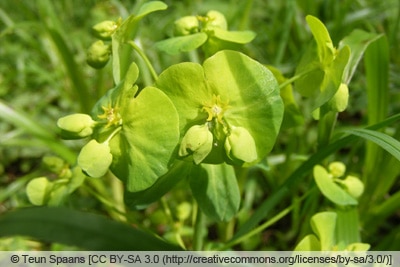 Mandel-Wolfsmilch - Euphorbia amygdaloides 