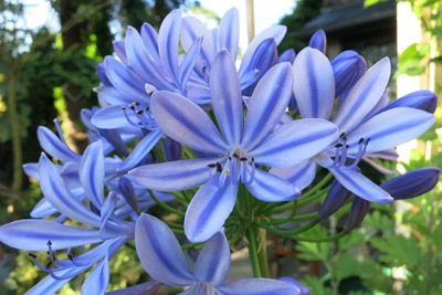 Schmucklilie - Agapanthus