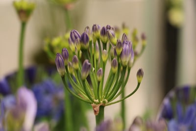 Schmucklilie - Agapanthus