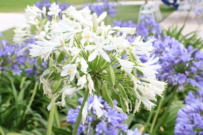 Schmucklilie - Agapanthus