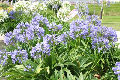 Schmucklilie - Agapanthus