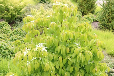 Japanischer Blumenhartriegel - Cornus kousa 