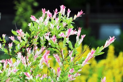 Blüten der Harlekinweide