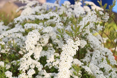 Brautspiere - Spiraea arguta 