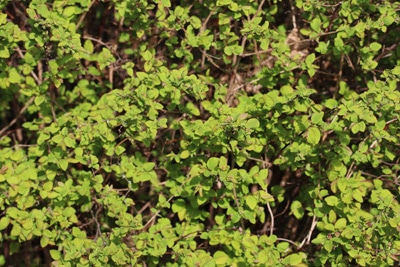 Karpaten-Spierstrauch - Spiraea media 