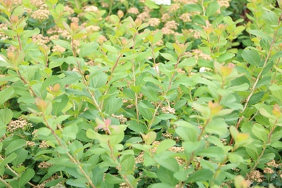 Spiere - Spierstrauch - Spiraea