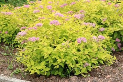 Weiße Zwergspiere - Spiraea japonica 