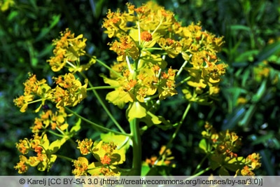 Sumpf-Wolfsmilch - Euphorbia palustris 