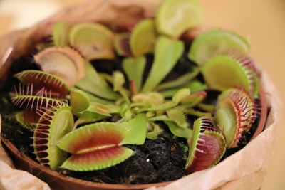 Venusfliegenfalle - Dionaea muscipula