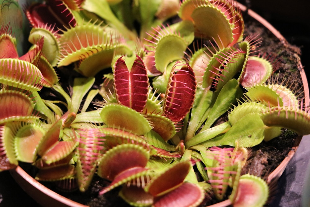 Venusfliegenfalle - Dionaea muscipula