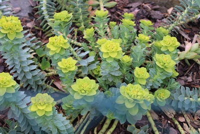 Vielfarbige Wolfsmilch - Euphorbia epithymoides