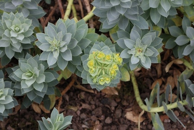 Walzenwolfsmich - Euphrobia myrsinites