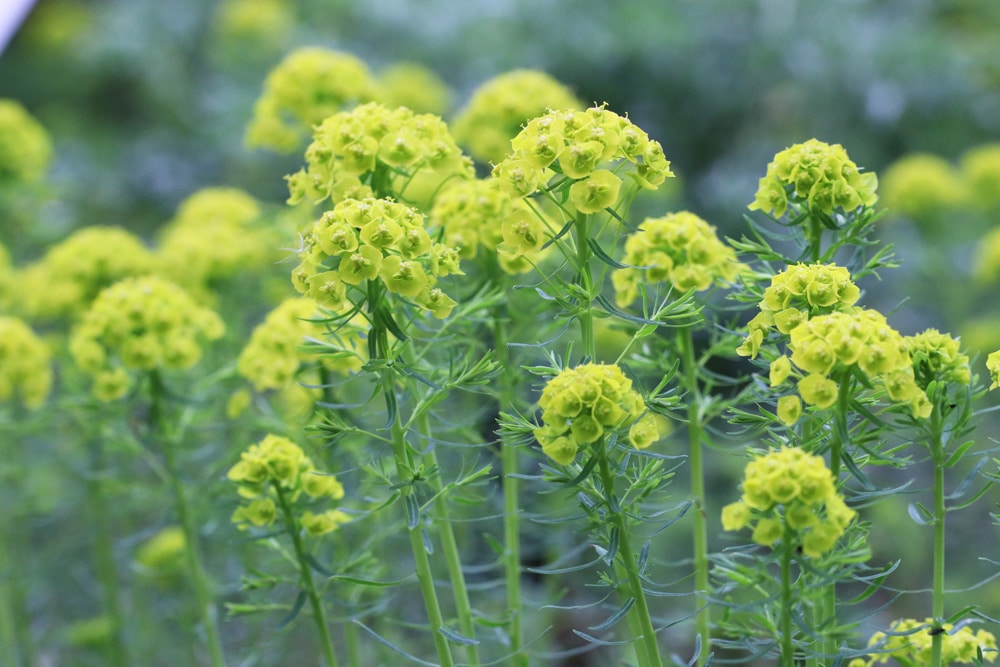 Zypressenwolfsmilch - Euphorbia cyparissias