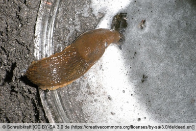 Schnecke in Bierfalle