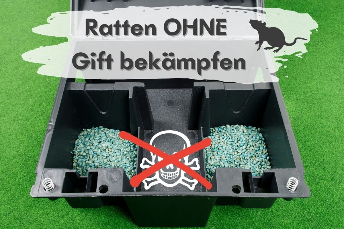 Rattenbekämpfung ohne Gift - Offene Giftbox