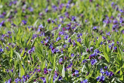 Blauroter Steinsame - Lithospermum purpurocaeruleum 