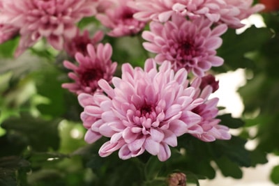 Chrysantheme - Chrysanthemum 