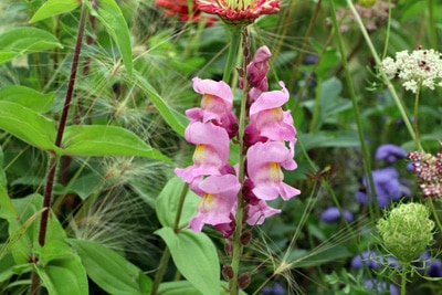 Löwenmaul - Antirrhinum