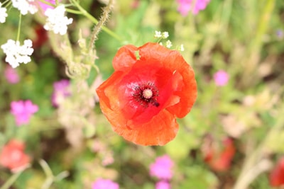 Mohnblume - Klatschmohn - Papaver rhoeas