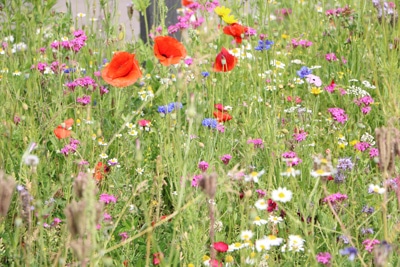 Mohnblume auf Blumenwiese