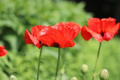 Mohnblume - Klatschmohn - Papaver rhoeas 