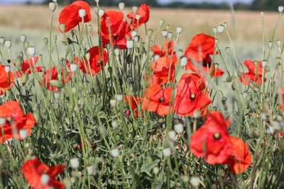 Mohnblume - Klatschmohn - Papaver rhoeas 