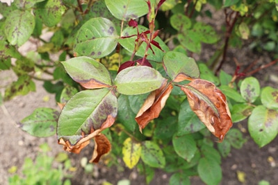 Rose mit braunen Blättern