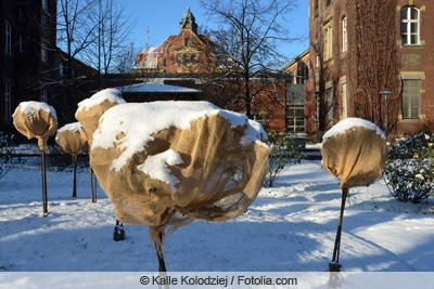 Winterschutz für Hochstammrosen