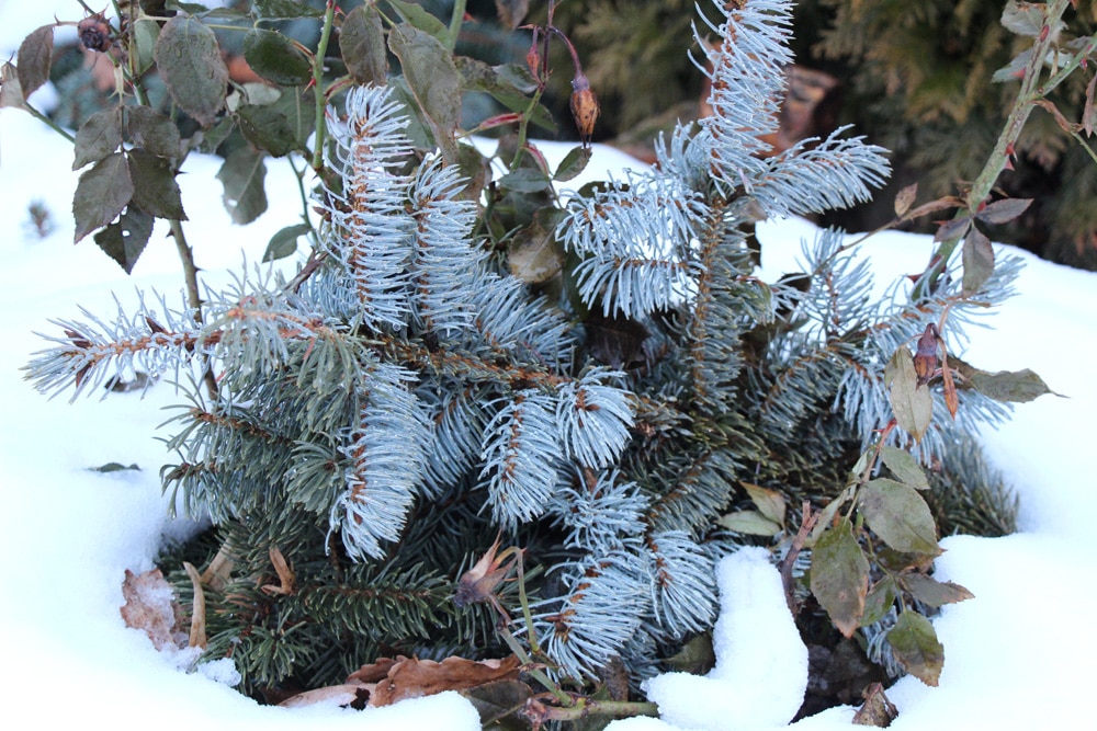 Winterschutz für Rosen - Reisig