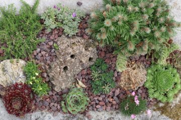 Hauswurz, Sempervivum PflegeAnleitung der Freilandsukkulenten